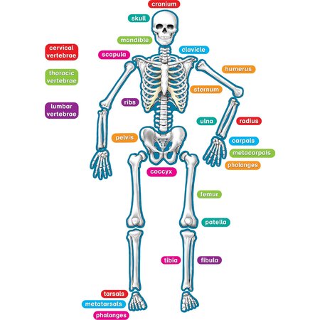 TEACHER CREATED RESOURCES Human Skeleton Magnetic Accents 77241